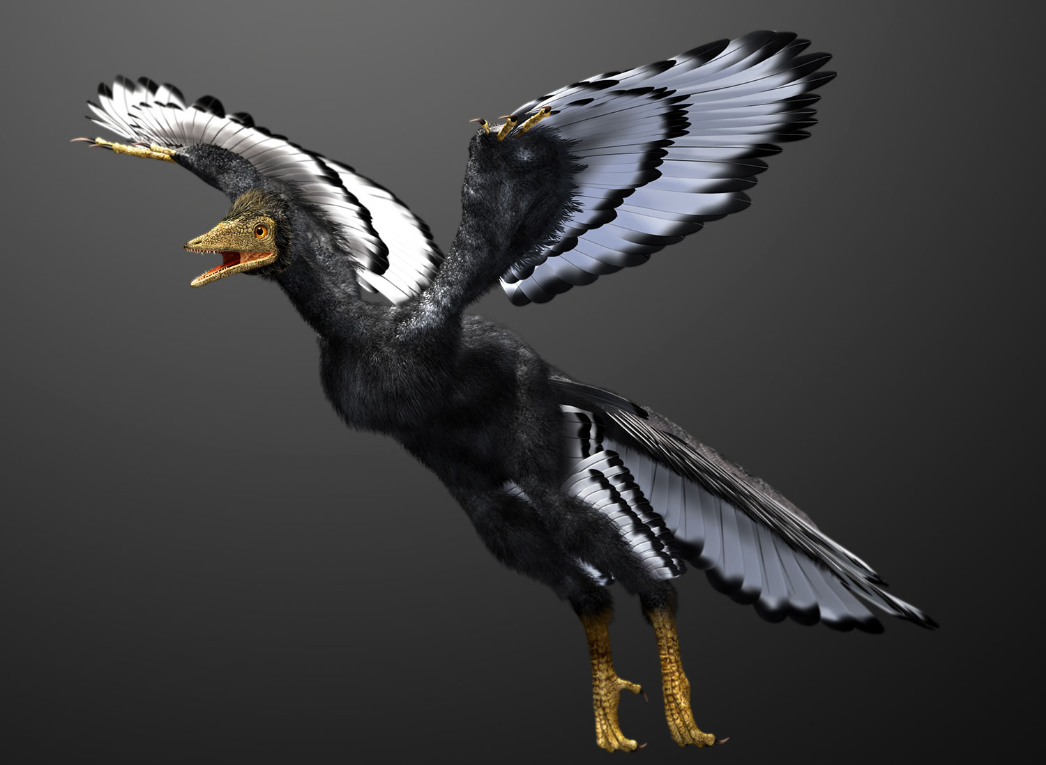 始祖鸟 库存例证. 插画 包括有 侏罗纪, 羽毛, 始祖鸟, 例证, 双翼飞机, 史前, 绝种, 牺牲者 - 81855582