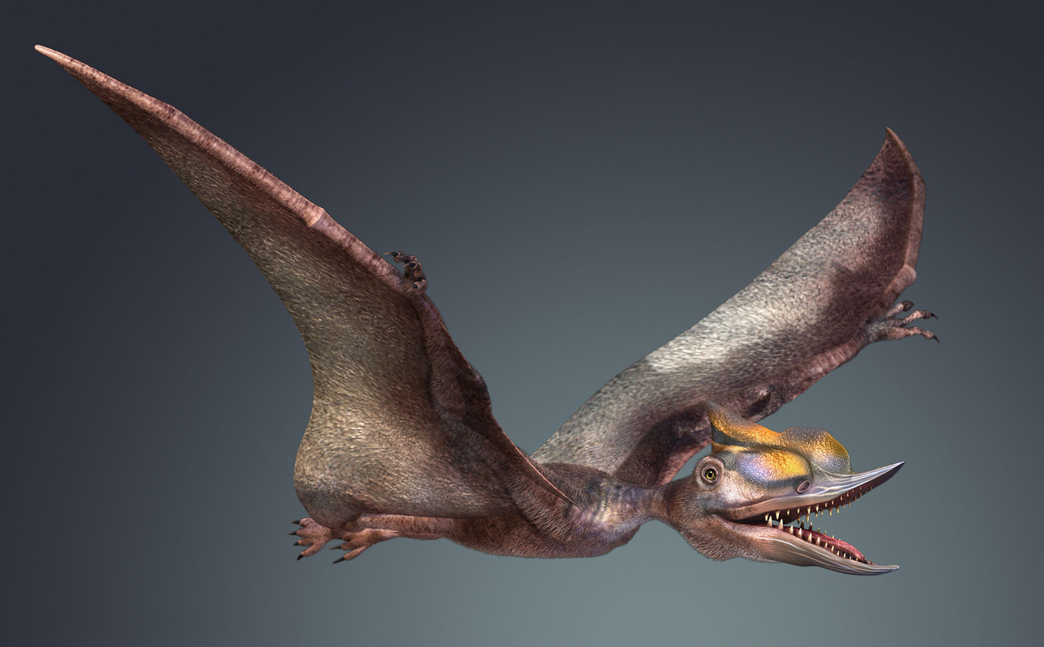 超全动作恐龙模型之1—无齿翼龙 带材质贴图模型-恐龙模型库-Maya(.ma/.mb)模型下载-cg模型网