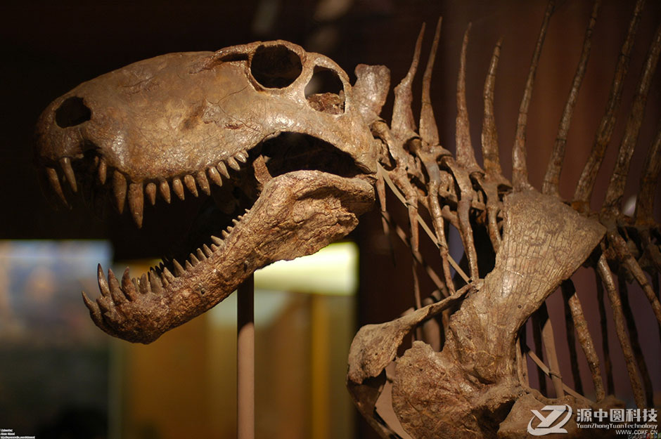 异齿龙恐龙骨骼化石