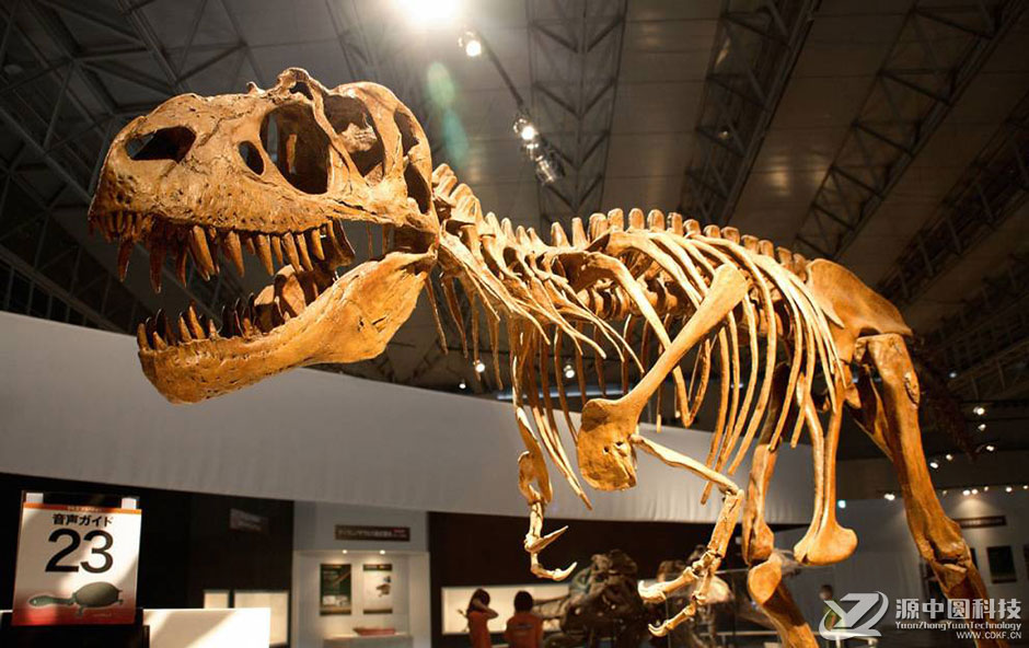 霸王龙恐龙化石骨骼