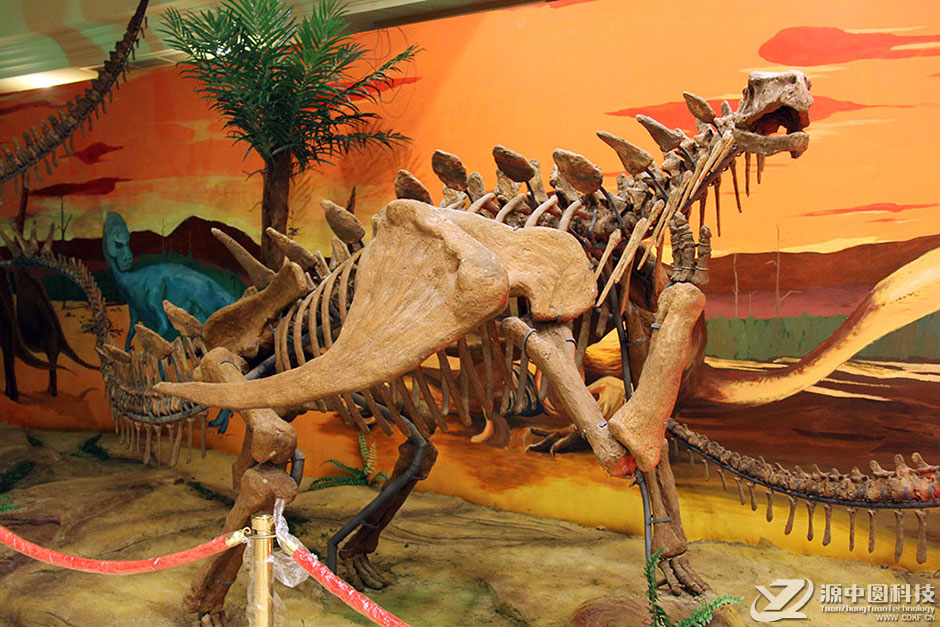 巨棘龙化石