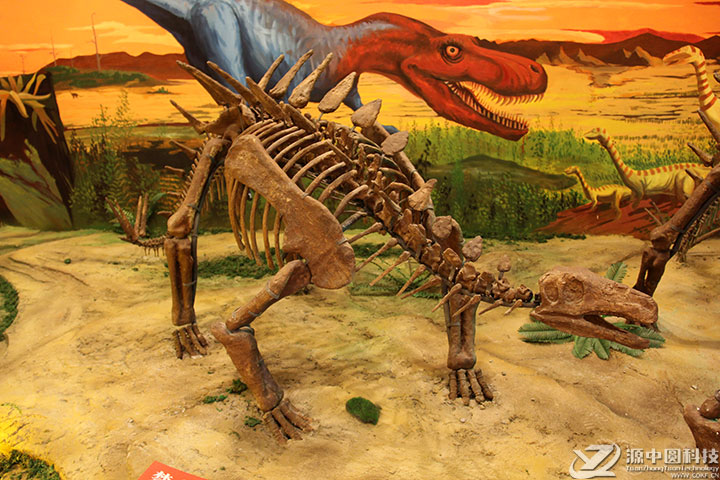 剑龙化石 沱江龙化石 恐龙化石  仿真恐龙化石