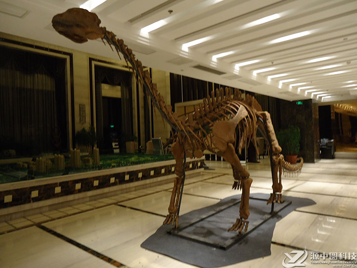 仿真恐龙化石 恐龙骨架模型 仿真恐龙化石模型