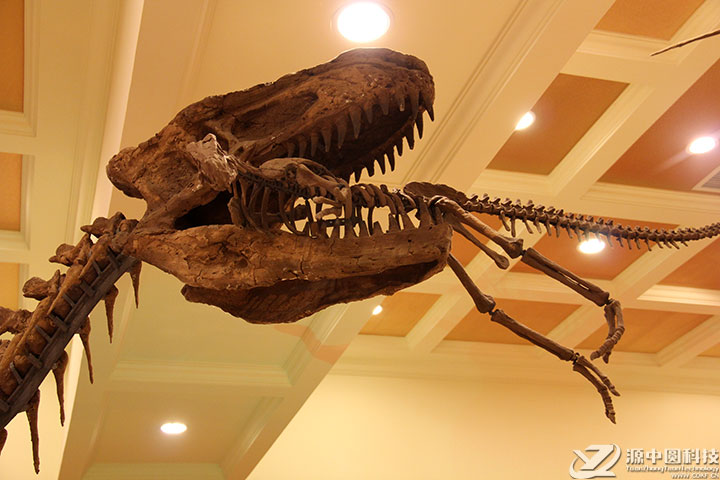 恐龙化石景观 仿真恐龙景观 恐龙景观打造