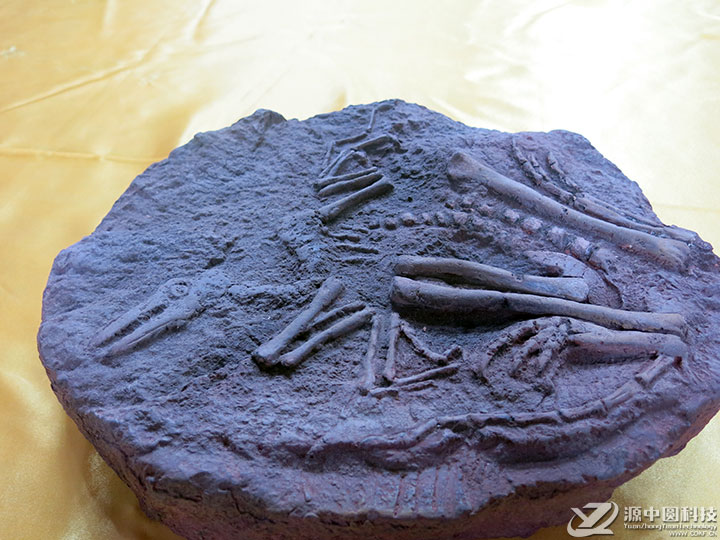 仿真恐龙化石 恐龙化石道具 