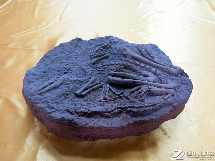 仿真恐龙化石 恐龙化石道具 