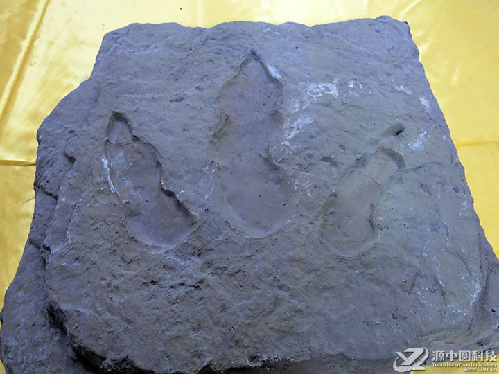 仿真恐龙化石 恐龙化石道具 