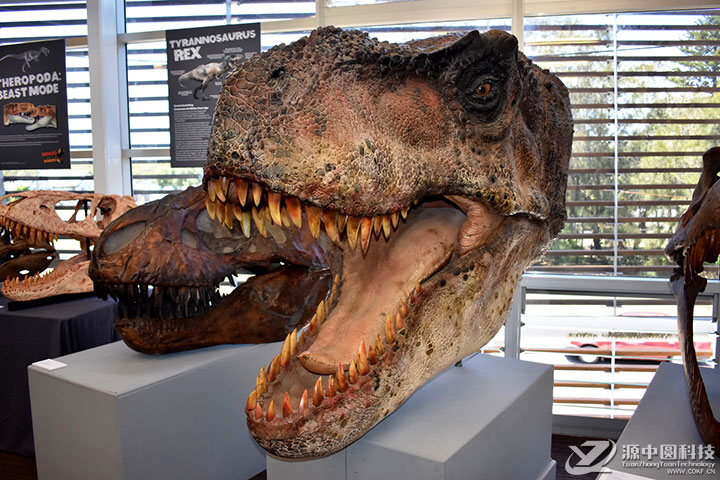 仿真恐龙头挂饰 仿真霸王龙头 恐龙头娱乐道具