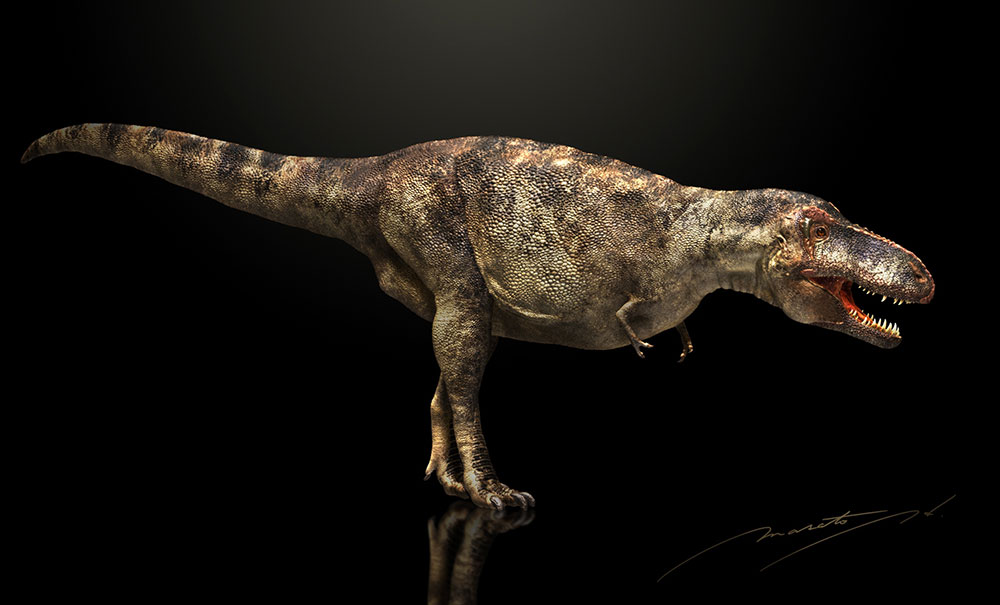 霸王龙 scotty，恐龙图片，恐龙图库