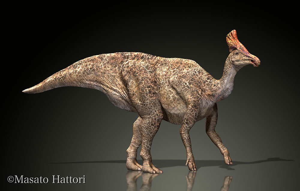 扇冠大天鹅龙，恐龙图片，恐龙图库