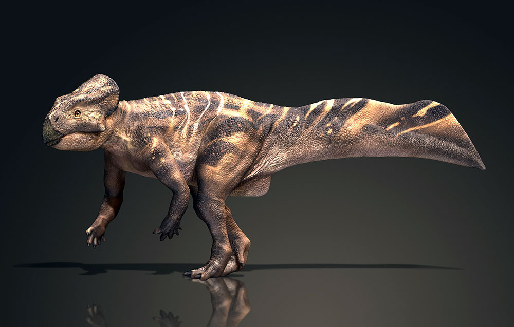 恐龙品种，恐龙图片，恐龙图库