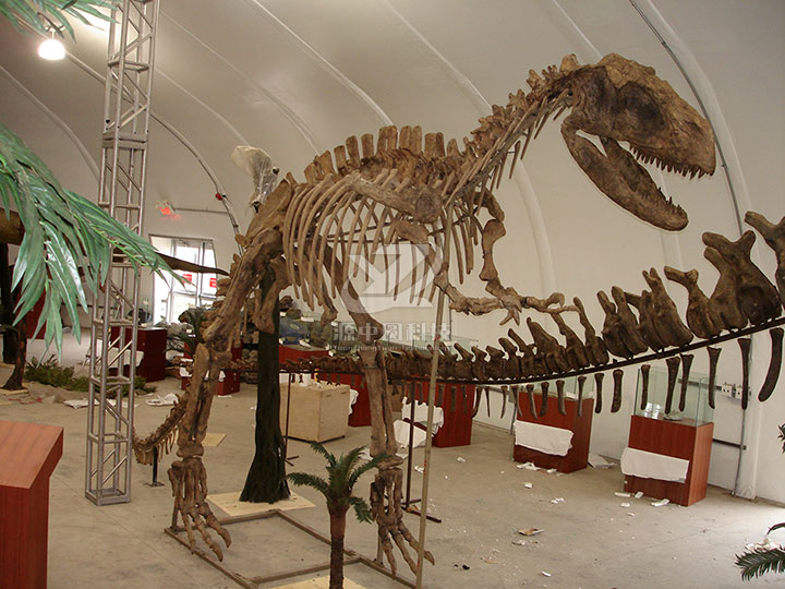 玻钢恐龙化石骨骼