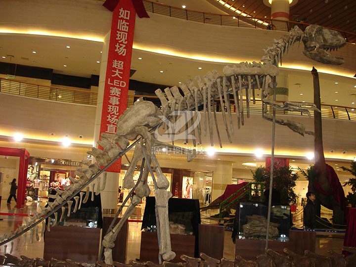 恐龙化石模型也可以用于博物馆展览