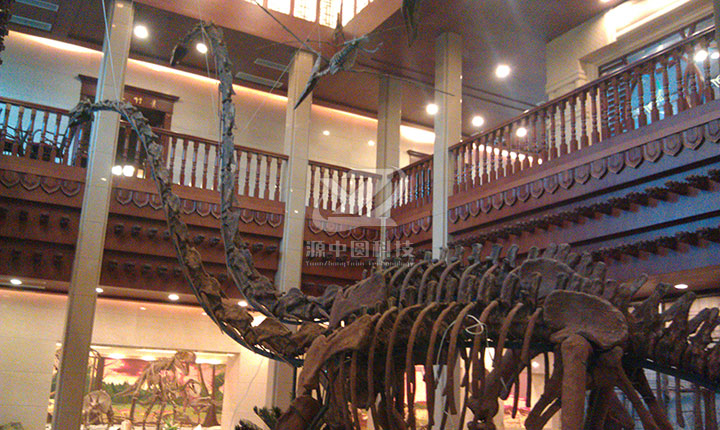 博物馆运用仿真恐龙骨架效果