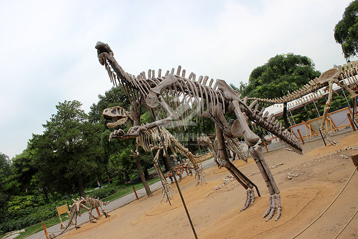 玻璃钢恐龙化石雕塑