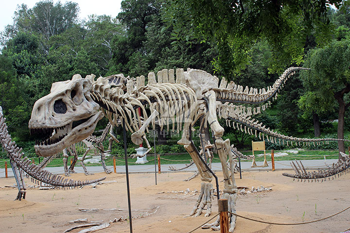 手工定制成的玻璃钢恐龙骨骼展品