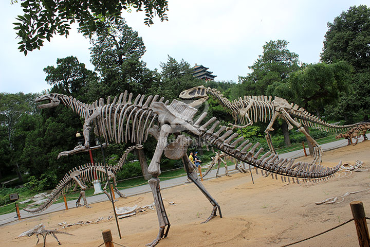 玻璃钢恐龙化石雕像