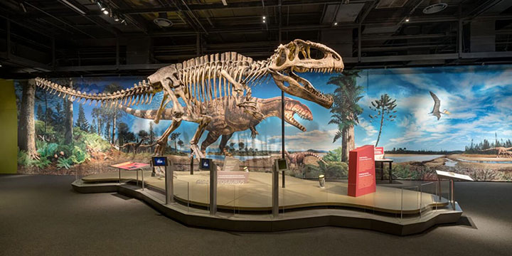 玻璃钢恐龙骨架模型
