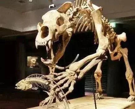 自贡恐龙网